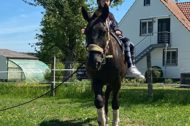 Verlasspony auch für noch nicht geübte Reiter, Tanja, Konie na sprzedaż, Waldshut-Tiengen, Image 2