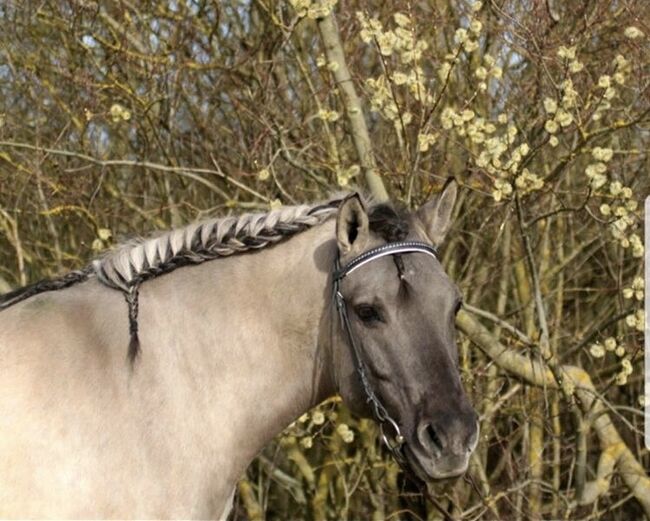 zuverlässiges Freizeitpony, Sarah Kolbe, Konie na sprzedaż, Bondorf