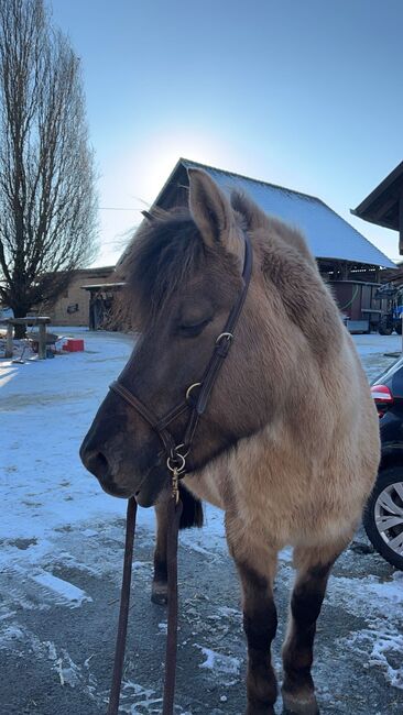 zuverlässiges Freizeitpony, Sarah Kolbe, Konie na sprzedaż, Bondorf, Image 4