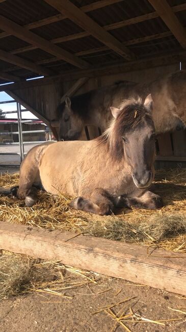 zuverlässiges Freizeitpony, Sarah Kolbe, Konie na sprzedaż, Bondorf, Image 3