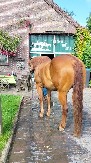 Verlässlicher Quarter Horse Wallach - Ein echter Freund fürs Leben, Kerstin Rehbehn (Pferdemarketing Ost), Konie na sprzedaż, Nienburg, Image 9