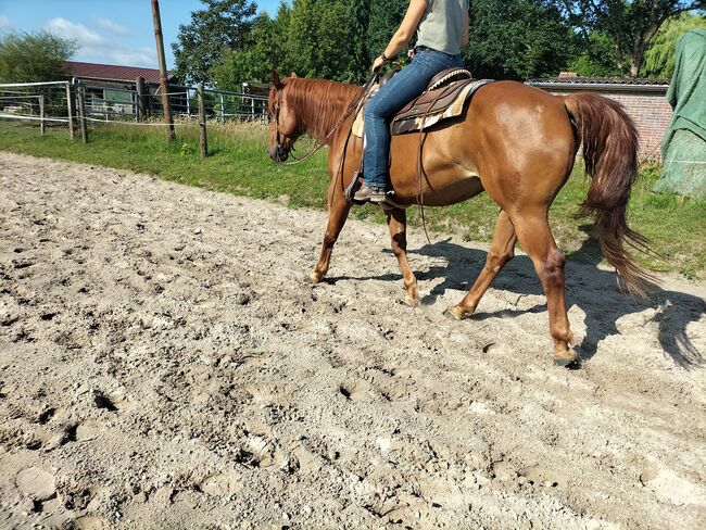 Verlässlicher Quarter Horse Wallach - Ein echter Freund fürs Leben, Kerstin Rehbehn (Pferdemarketing Ost), Konie na sprzedaż, Nienburg, Image 11