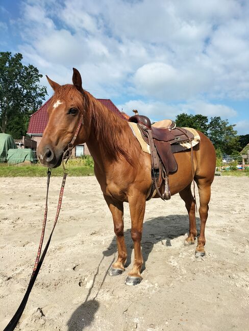 Verlässlicher Quarter Horse Wallach - Ein echter Freund fürs Leben, Kerstin Rehbehn (Pferdemarketing Ost), Konie na sprzedaż, Nienburg, Image 4