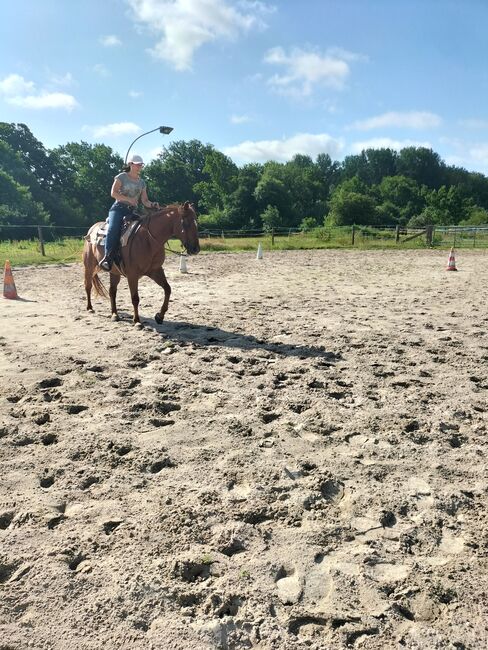 Verlässlicher Quarter Horse Wallach - Ein echter Freund fürs Leben, Kerstin Rehbehn (Pferdemarketing Ost), Konie na sprzedaż, Nienburg, Image 7
