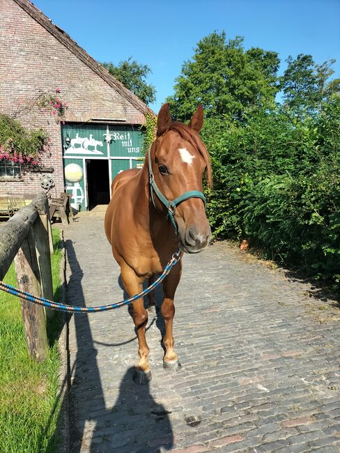 Verlässlicher Quarter Horse Wallach - Ein echter Freund fürs Leben, Kerstin Rehbehn (Pferdemarketing Ost), Konie na sprzedaż, Nienburg, Image 3