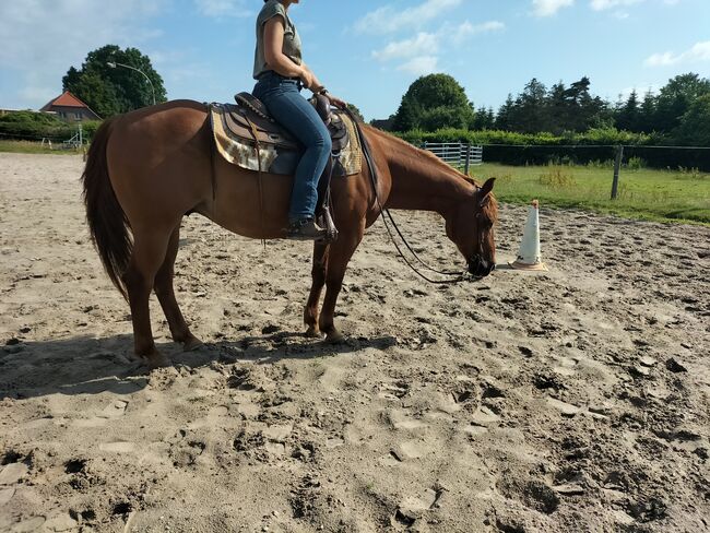 Verlässlicher Quarter Horse Wallach - Ein echter Freund fürs Leben, Kerstin Rehbehn (Pferdemarketing Ost), Konie na sprzedaż, Nienburg, Image 8