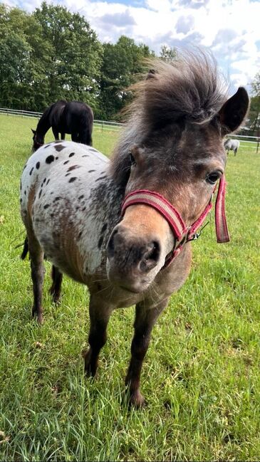 NMP  / Shetty Mix Stute, Ströer , Horses For Sale, Geeste