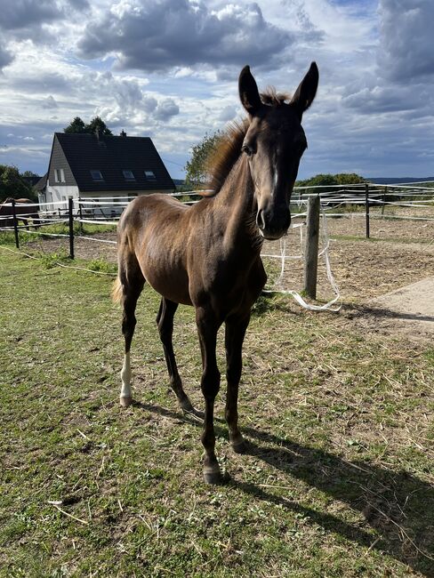 Edles Fohlen abzugeben, Annika , Horses For Sale, Bochum, Image 2