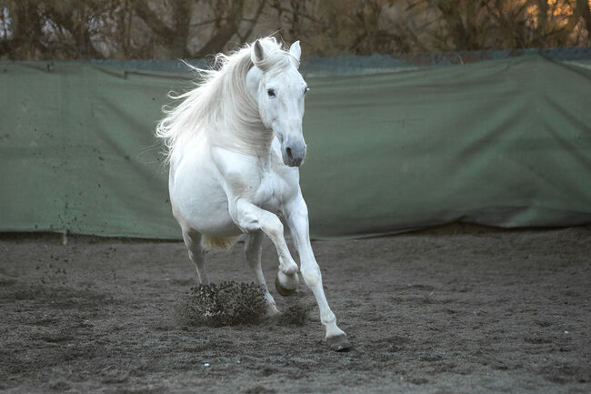 Edler gekörter Schimmelhengst mit bestem Charakter! Dressur & Freizeit, Post-Your-Horse.com, Horses For Sale, Riu Rau, Image 10