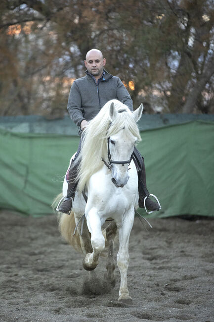 Edler gekörter Schimmelhengst mit bestem Charakter! Dressur & Freizeit, Post-Your-Horse.com, Horses For Sale, Riu Rau, Image 8