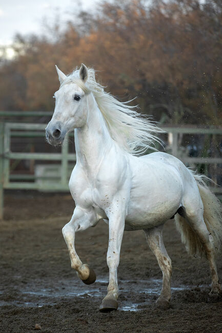 Edler gekörter Schimmelhengst mit bestem Charakter! Dressur & Freizeit, Post-Your-Horse.com, Horses For Sale, Riu Rau, Image 9