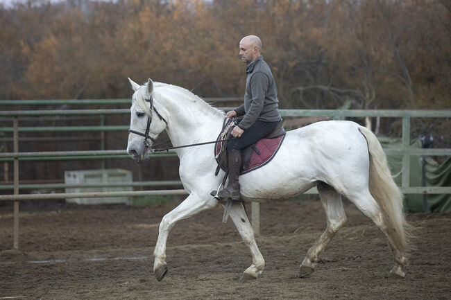 Edler gekörter Schimmelhengst mit bestem Charakter! Dressur & Freizeit, Post-Your-Horse.com, Horses For Sale, Riu Rau, Image 5