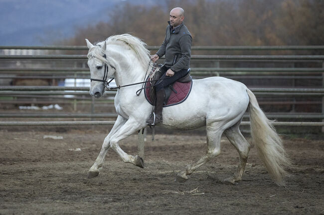 Edler gekörter Schimmelhengst mit bestem Charakter! Dressur & Freizeit, Post-Your-Horse.com, Horses For Sale, Riu Rau, Image 6