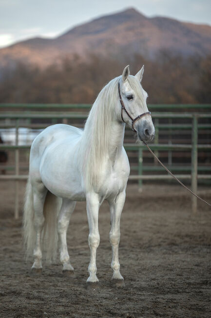 Edler gekörter Schimmelhengst mit bestem Charakter! Dressur & Freizeit, Post-Your-Horse.com, Horses For Sale, Riu Rau, Image 11