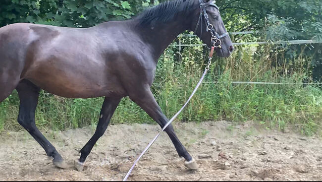 edle Stute mit schwungvollen Gängen, Thea, Horses For Sale, Paderborn, Image 7