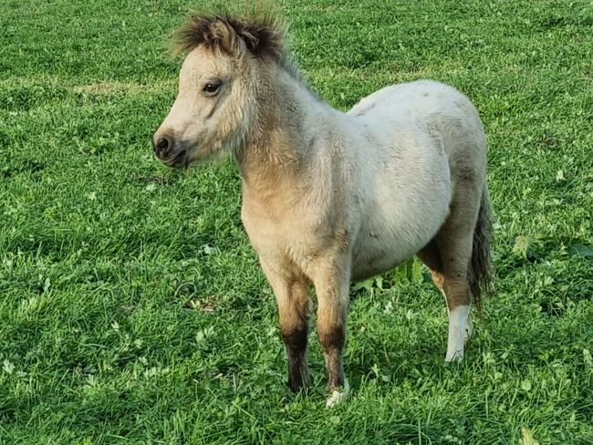 Edles Jungstute in Sonderlackierung Partbred Shetlandpony, Nadine  (Shettyzucht Frechdachs ), Horses For Sale, Heringen, Image 2