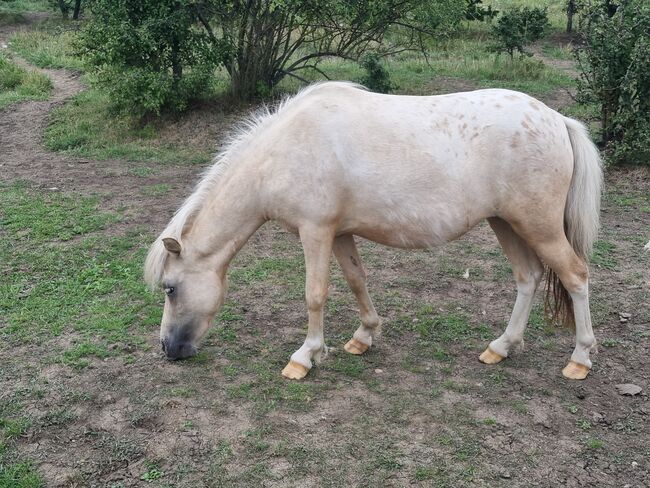 Edles Jungstute in Sonderlackierung Partbred Shetlandpony, Nadine  (Shettyzucht Frechdachs ), Horses For Sale, Heringen, Image 2
