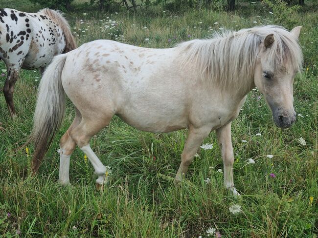 Edles Jungstute in Sonderlackierung Partbred Shetlandpony, Nadine  (Shettyzucht Frechdachs ), Horses For Sale, Heringen
