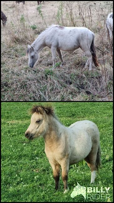 Edles Jungstute in Sonderlackierung Partbred Shetlandpony, Nadine  (Shettyzucht Frechdachs ), Horses For Sale, Heringen, Image 3