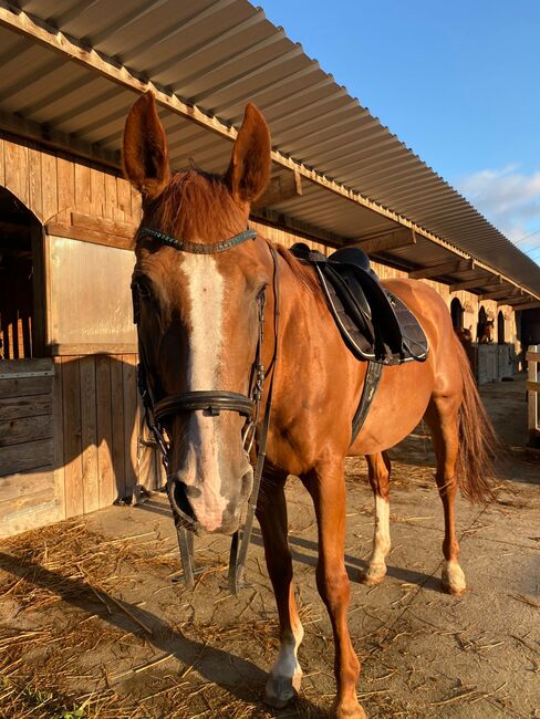 NOTVERKAUF auch für Kinder/Anfänger oder schwächere Reiter, Laura, Horses For Sale, Straden