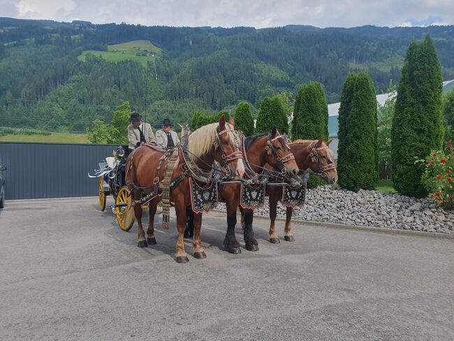 Noisette Belgisches Kaltblut, Michael Gruber, Horses For Sale, Aschau, Image 6