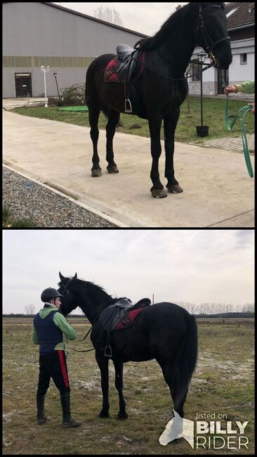 Nonius wallach Zu verkaufen, Jozsef, Horses For Sale, Békés, Image 3