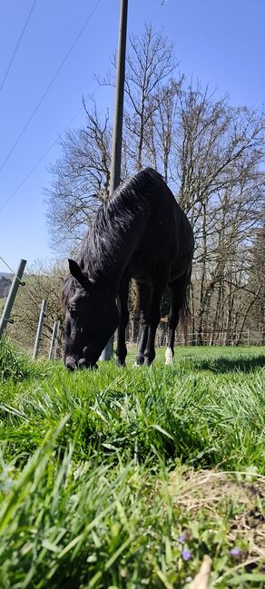 Nonius - ungarisches Warmblut- 9j, Evi Stanitzek, Horses For Sale, Altusried, Image 6