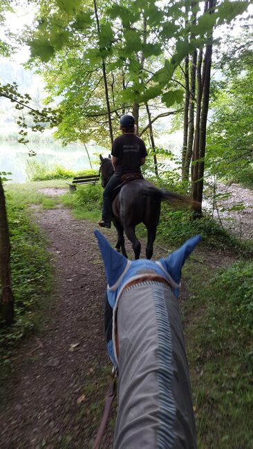 Nonius - ungarisches Warmblut- 9j, Evi Stanitzek, Horses For Sale, Altusried, Image 10