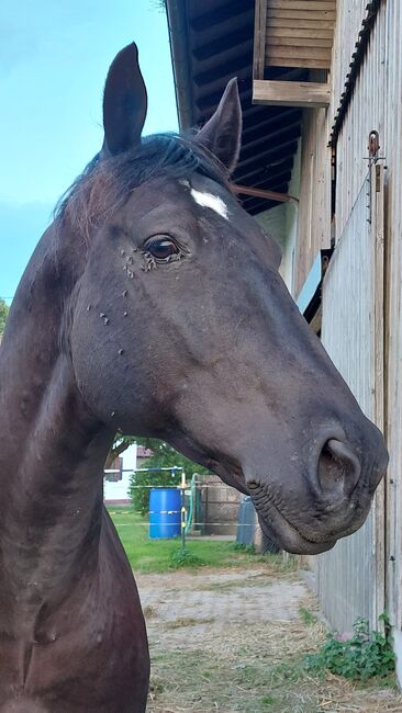 Nonius - ungarisches Warmblut- 9j, Evi Stanitzek, Horses For Sale, Altusried, Image 11