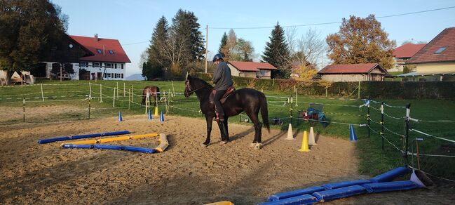 Nonius - ungarisches Warmblut- 9j, Evi Stanitzek, Horses For Sale, Altusried, Image 9