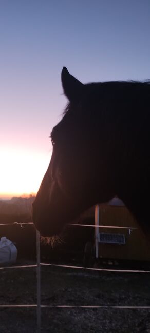Nonius - ungarisches Warmblut- 9j, Evi Stanitzek, Horses For Sale, Altusried, Image 7