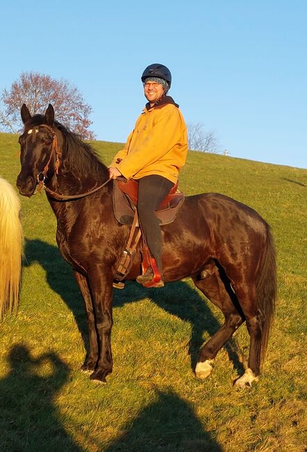 Nonius - ungarisches Warmblut- 9j, Evi Stanitzek, Horses For Sale, Altusried, Image 8