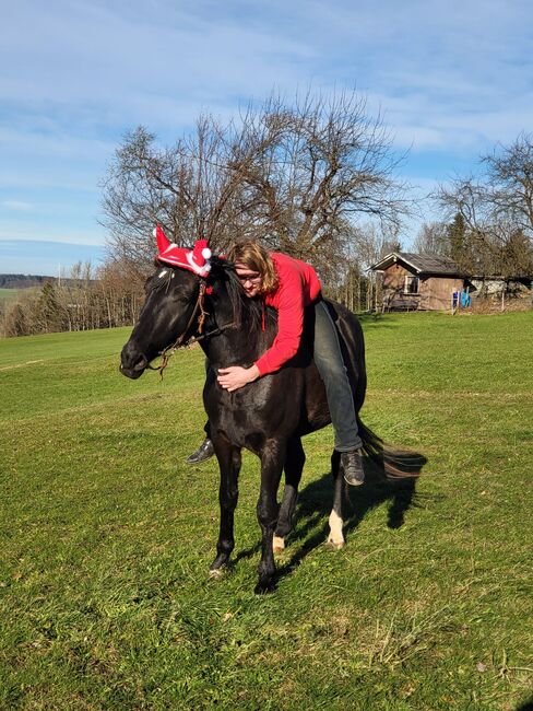 Nonius - ungarisches Warmblut- 9j, Evi Stanitzek, Pferd kaufen, Altusried