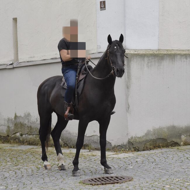 Nonius - ungarisches Warmblut- 9j, Evi Stanitzek, Pferd kaufen, Altusried, Abbildung 3