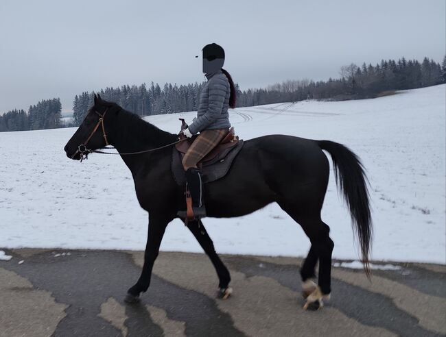 Nonius - ungarisches Warmblut- 9j, Evi Stanitzek, Horses For Sale, Altusried, Image 2