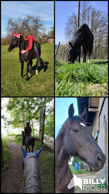 Nonius - ungarisches Warmblut- 9j, Evi Stanitzek, Horses For Sale, Altusried, Image 12