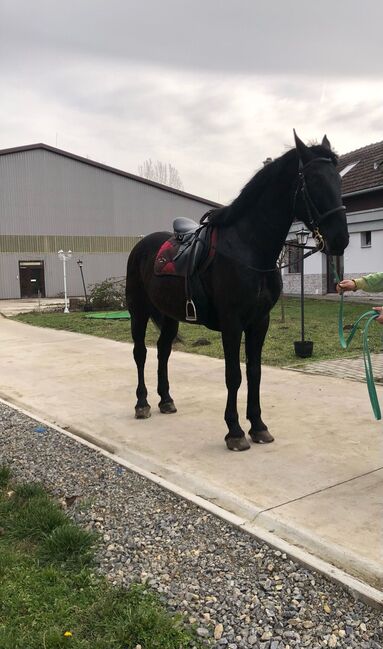 Nonius wallach zu verkaufen, Jozsef, Horses For Sale, Békés