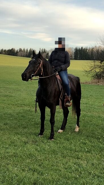 Nonius - ungarisches Warmblut- 9j, Evi Stanitzek, Konie na sprzedaż, Altusried, Image 4