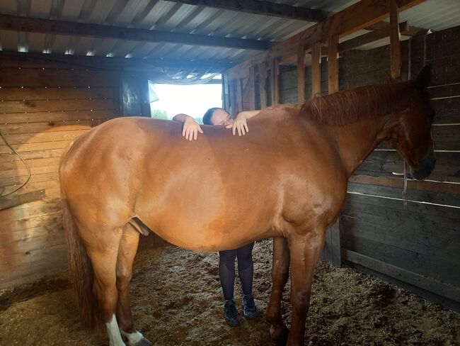 NOTVERKAUF auch für Kinder/Anfänger oder schwächere Reiter, Laura, Horses For Sale, Straden, Image 3