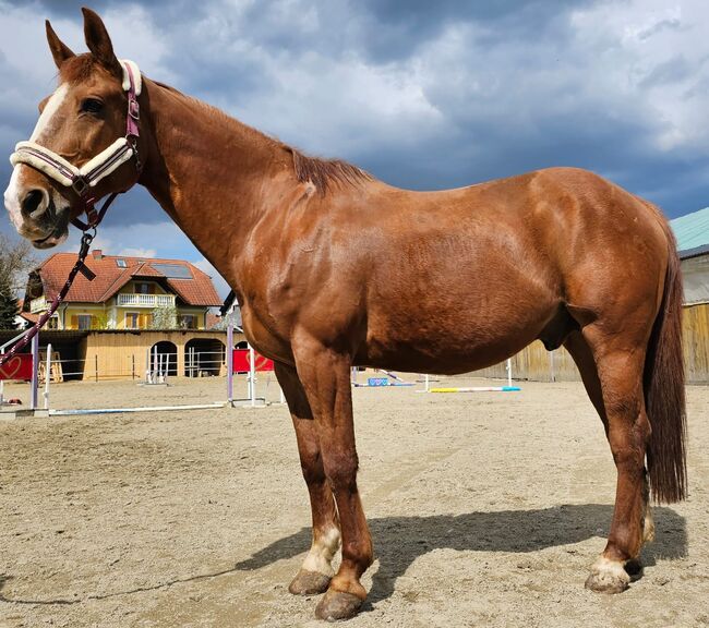 NOTVERKAUF auch für Kinder/Anfänger oder schwächere Reiter, Laura, Horses For Sale, Straden, Image 4