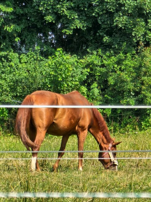 NOTVERKAUF auch für Kinder/Anfänger oder schwächere Reiter, Laura, Horses For Sale, Straden, Image 7