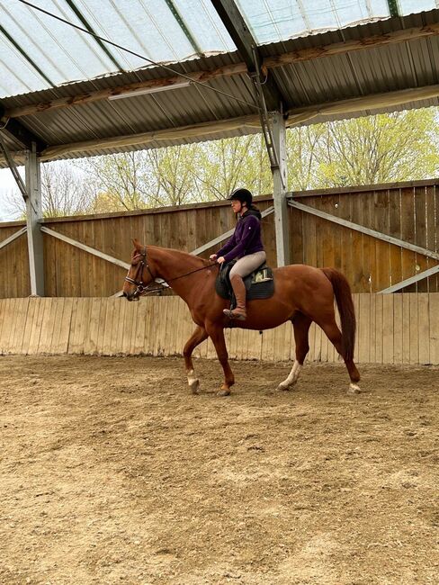 NOTVERKAUF auch für Kinder/Anfänger oder schwächere Reiter, Laura, Horses For Sale, Straden, Image 12