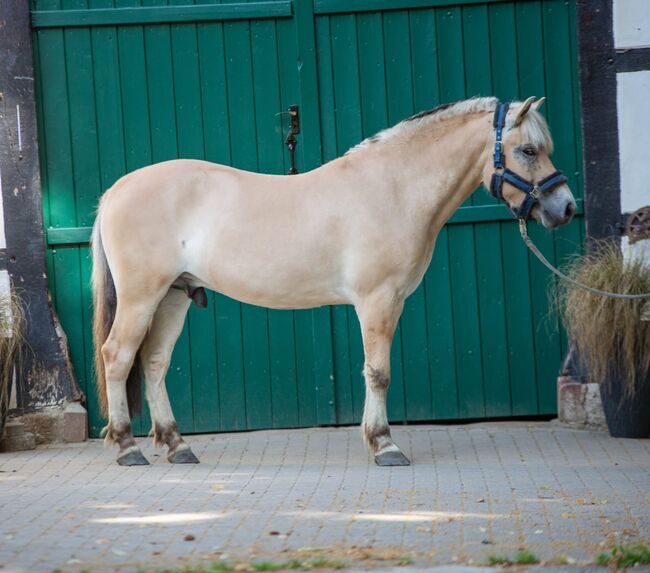 Norweger Wallach zu verkaufen, Simone Placke, Horses For Sale, Wallenhorst