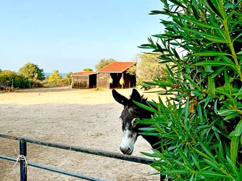 Nord-Zypern, Esentepe - exkl. Villa mit Meerblick und Offenstall für 2-3 Pferde zu verkaufen, Sabine Wesseln, Maras World of Horses (Maras World of Horses, Maras World Solutions S.L.), Pferdeimmobilien, Esentepe, Abbildung 7