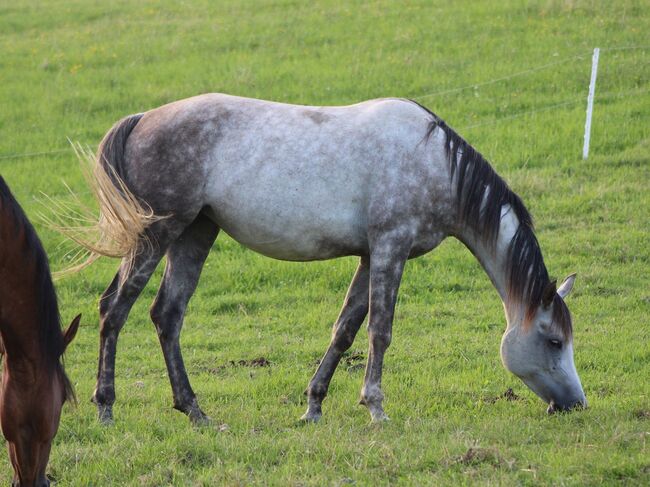 Norija Gloriana, Vollblutaraberstute *2017, rein russisch, Anna Wilflingseder, Horses For Sale, Weibern, Image 3