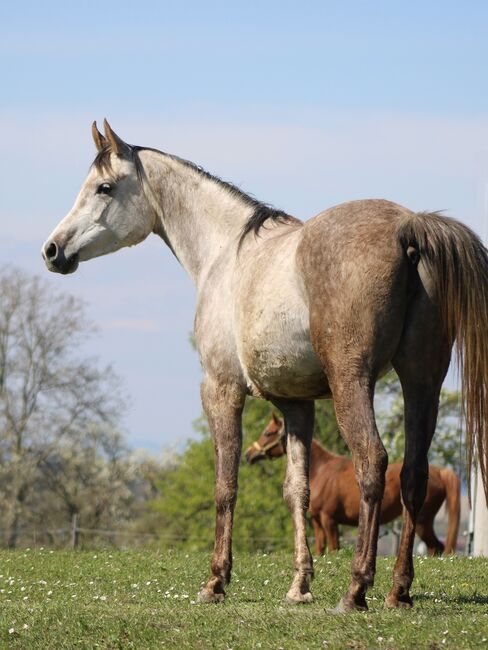 Norija Gloriana, Vollblutaraberstute *2017, rein russisch, Anna Wilflingseder, Horses For Sale, Weibern, Image 5