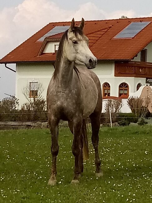 Norija Gloriana, Vollblutaraberstute *2017, rein russisch, Anna Wilflingseder, Konie na sprzedaż, Weibern, Image 4