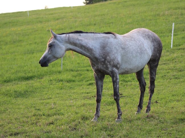 Norija Gloriana, Vollblutaraberstute *2017, rein russisch, Anna Wilflingseder, Horses For Sale, Weibern, Image 2