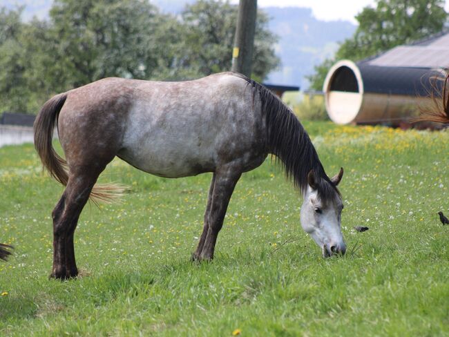 Norija Gloriana, Vollblutaraberstute *2017, rein russisch, Anna Wilflingseder, Horses For Sale, Weibern, Image 7