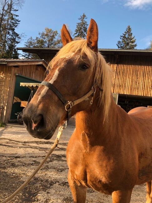 Norikerstute Fuchs 4jährig, Stegmayr S., Horses For Sale, Schwoich, Image 3